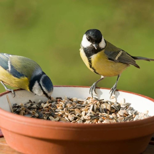 Mixed Bird Food